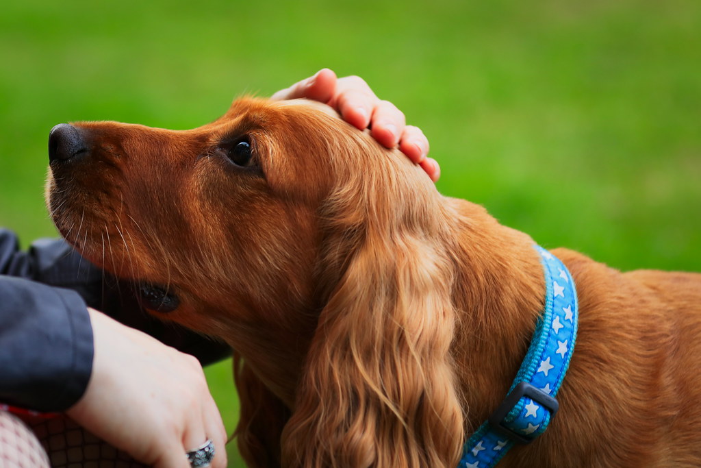 The Subtle Nose Nudge (Image Credits: Flickr)
