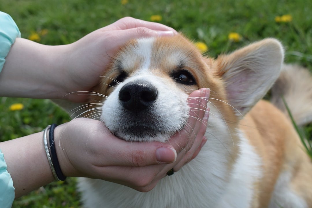 Face Rubbing Scent Marking (Image Credits: Unsplash)