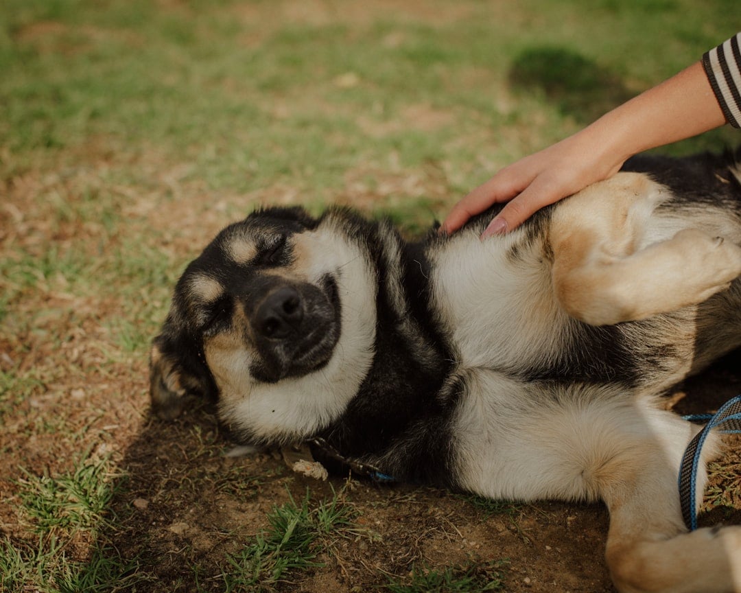Rolling Over for Ultimate Vulnerability (Image Credits: Unsplash)