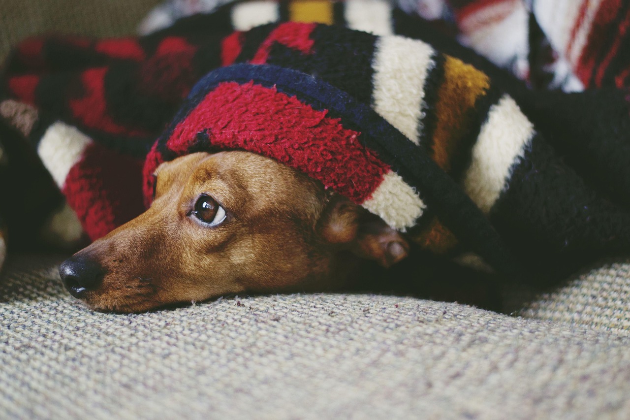 Sleeping in Your Presence (Image Credits: Pixabay)