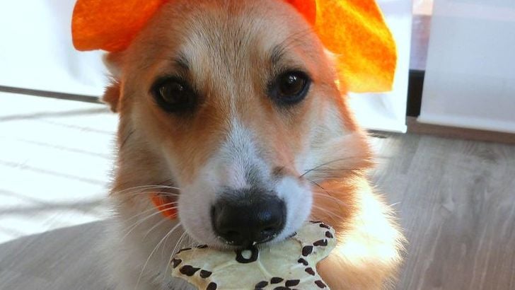 10 Things Dogs Do to Show Love That Most Owners Don't Recognize