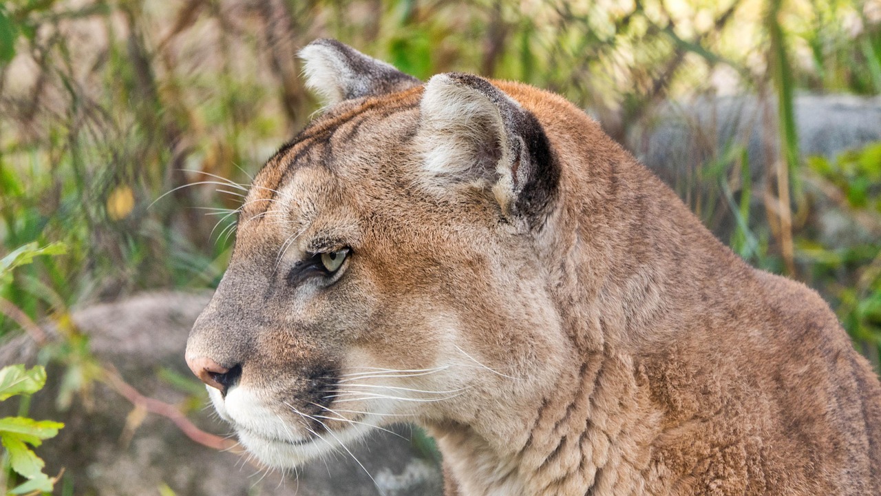 Territorial Secrets: Claiming the Wild Kingdom (Image Credits: Pixabay)