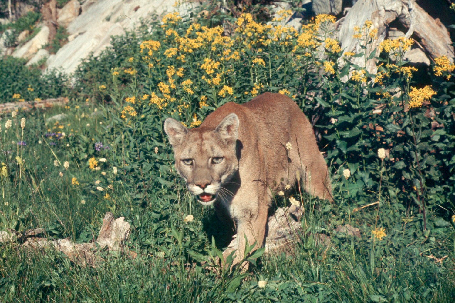 Secret Love Affairs: Mating and Romance in the Wild (Image Credits: Wikimedia)