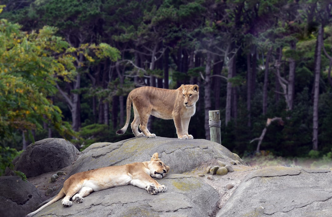 Population Pressures: Surviving in Shrinking Territories (Image Credits: Unsplash)