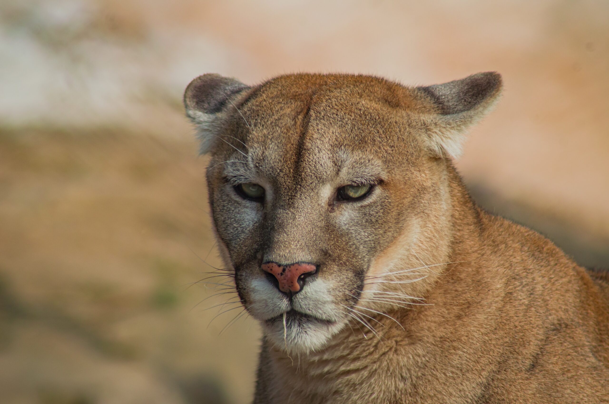 The Human Factor: Coexisting with Invisible Neighbors (Image Credits: Wikimedia)