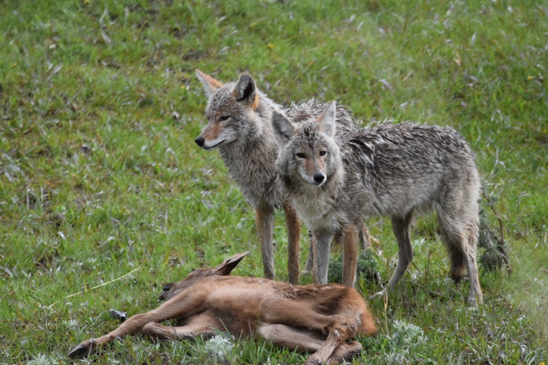 Breeding Success Creates Growing Family Groups (Image Credits: Unsplash)