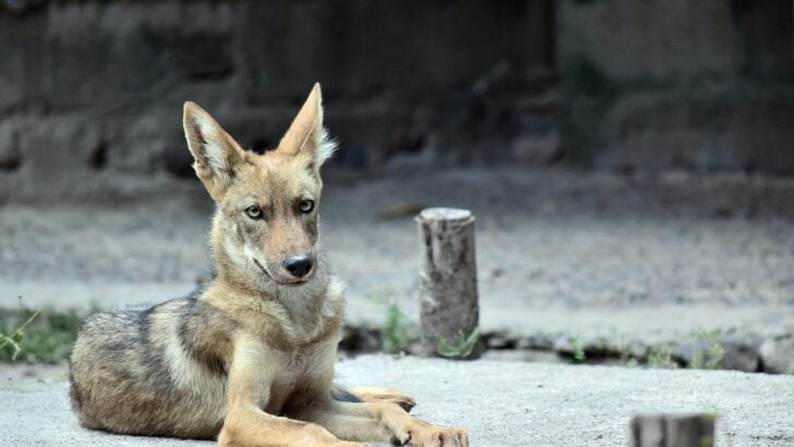 Coyotes Are Moving Into New York’s Suburbs – Here’s Why Experts Are Alarmed