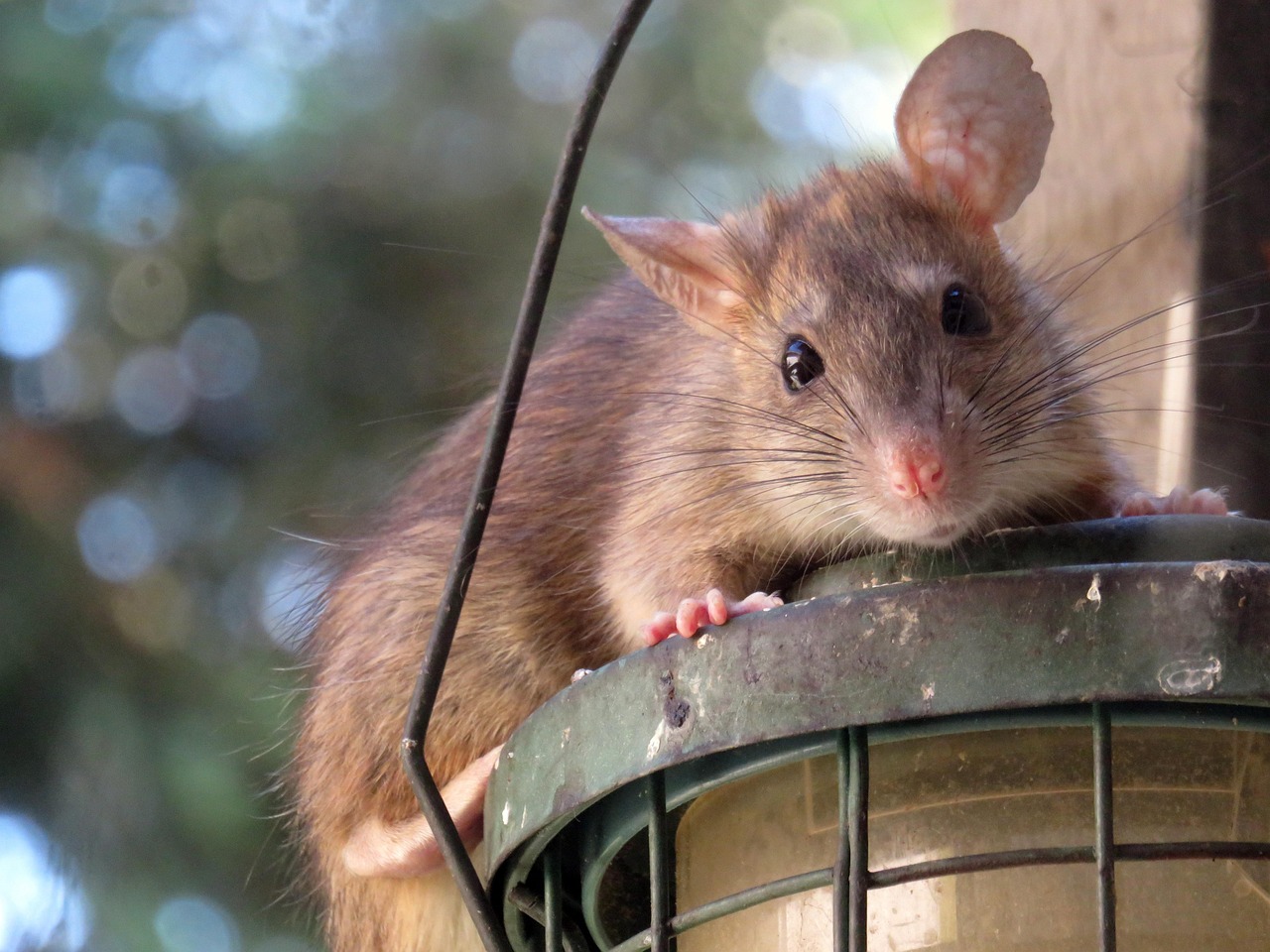 Chicago's Decade-Long Reign as America's Rattiest City (Image Credits: Pixabay)