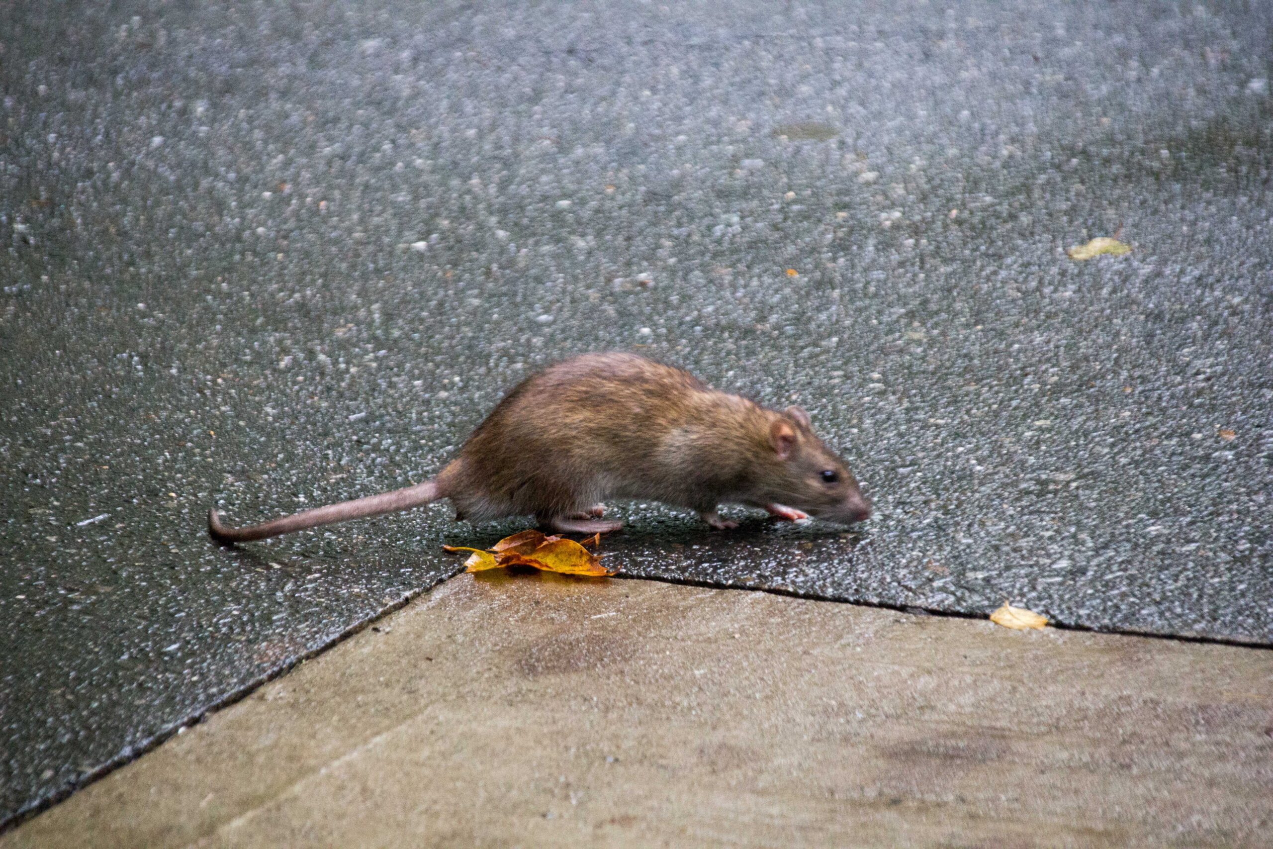 The Biological Horror: How Fast Rats Multiply (Image Credits: Wikimedia)