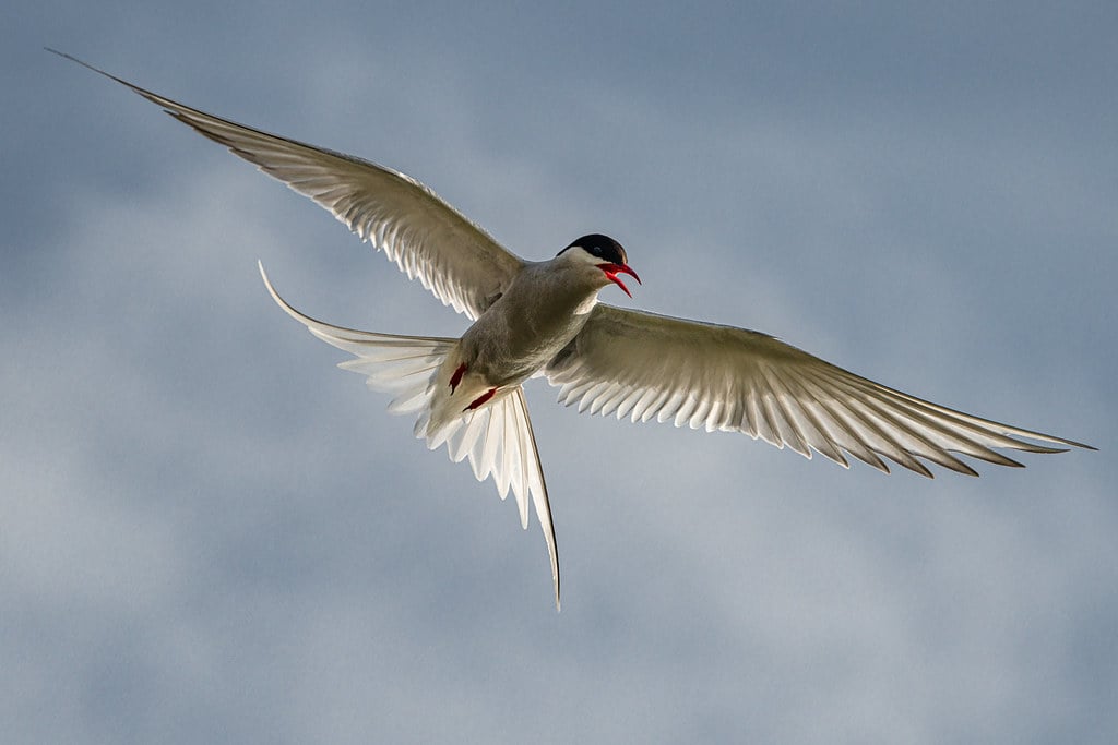 Arctic Terns - The Ultimate World Travelers (Image Credits: Flickr)