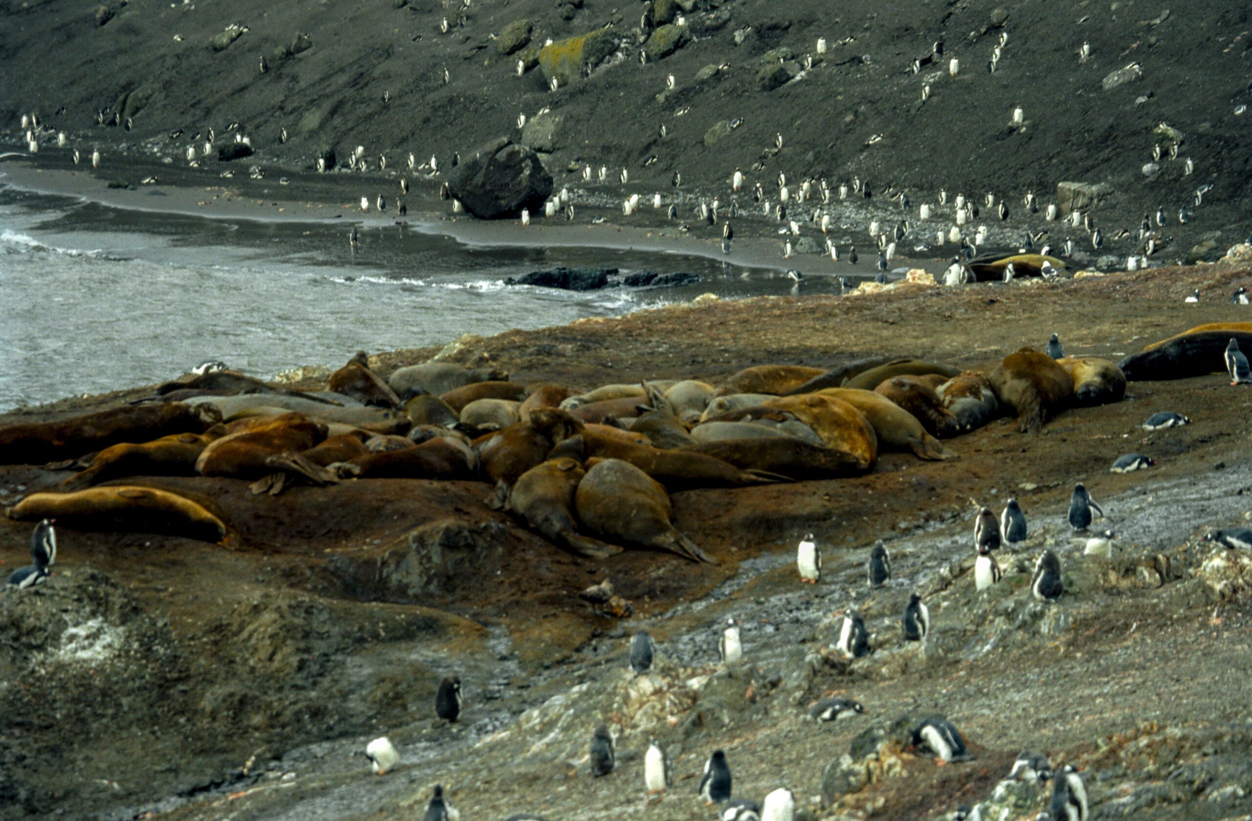 Northern Elephant Seals - The Double Migration Masters (Image Credits: Wikimedia)
