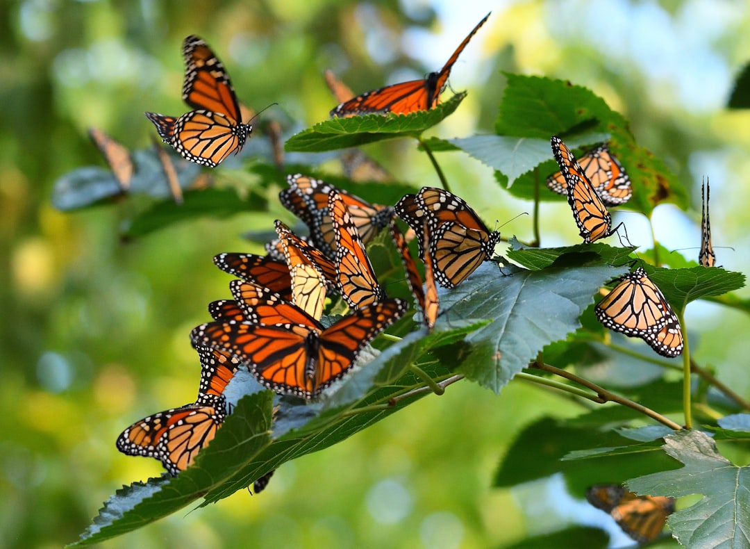 Monarch Butterflies - Generational Relay Racers (Image Credits: Unsplash)