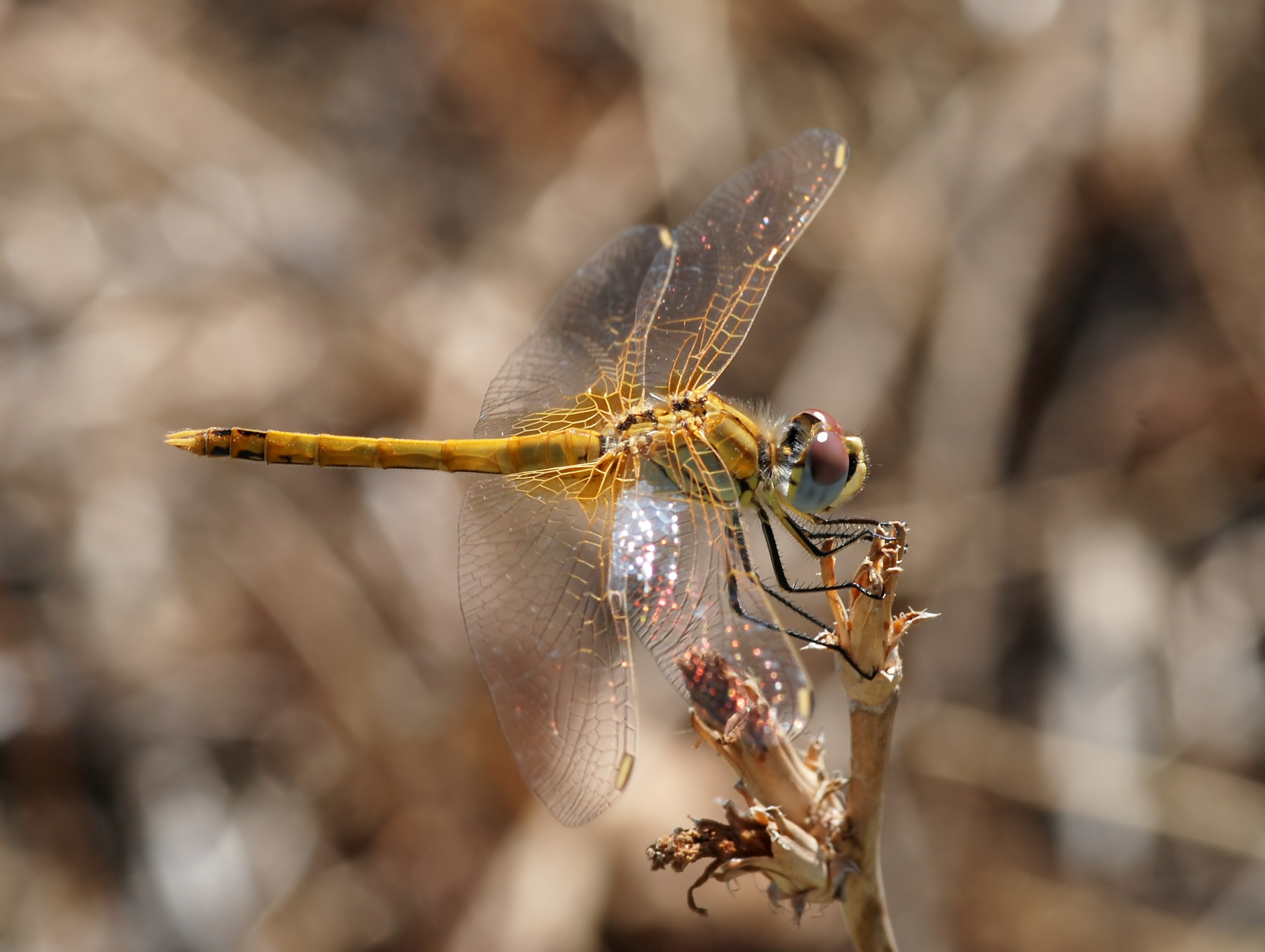 Globe Skimmer Dragonflies - Tiny Ocean Crossers (Image Credits: Wikimedia)
