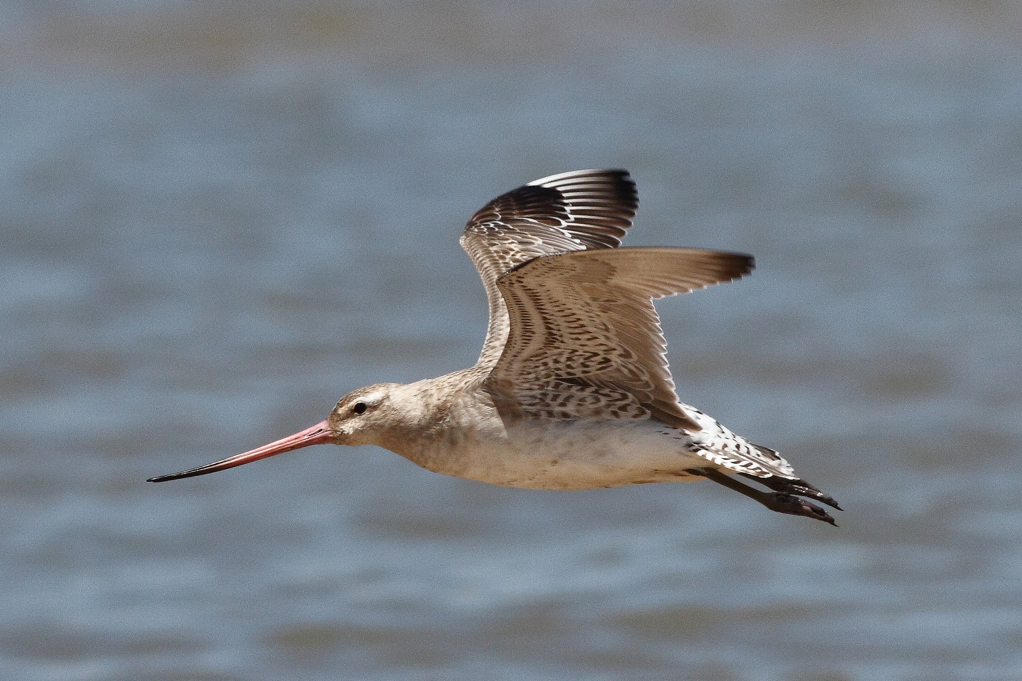 Bar-tailed Godwits - Non-Stop Flight Champions (Image Credits: Wikimedia)