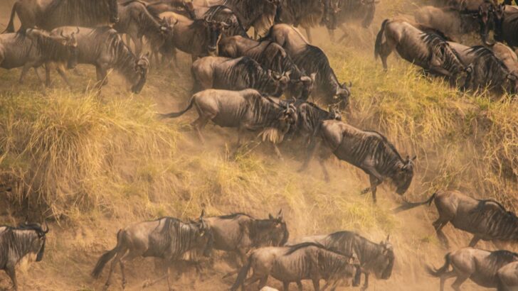 10 Animal Migrations That Are Mindblowing