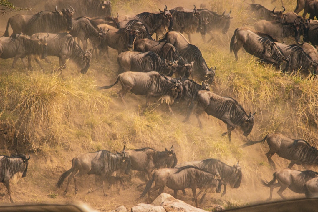10 Animal Migrations That Are Mindblowing
