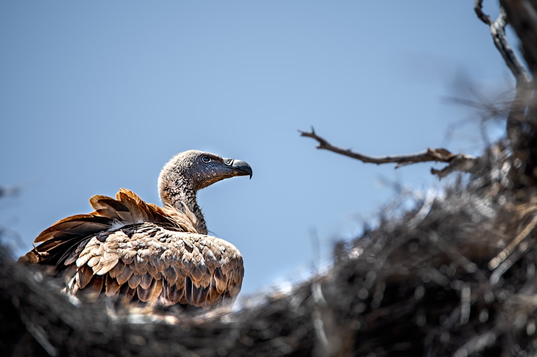 Vultures: The Ultimate Sky Janitors (Image Credits: Unsplash)