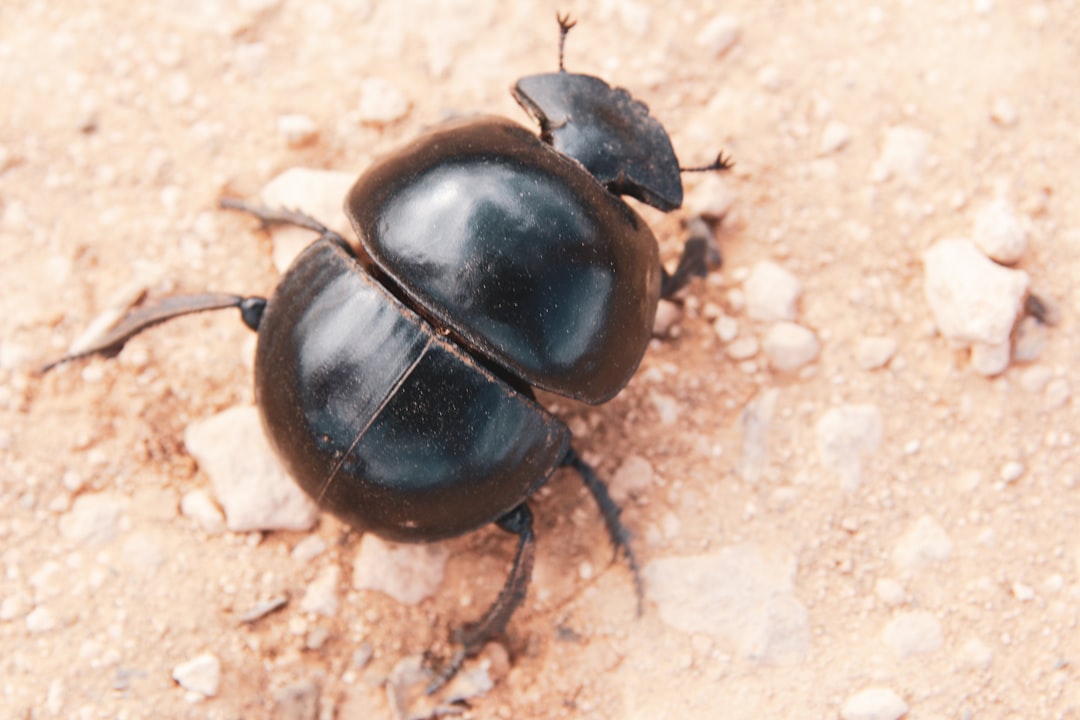 Dung Beetles: The Master Recyclers (Image Credits: Unsplash)