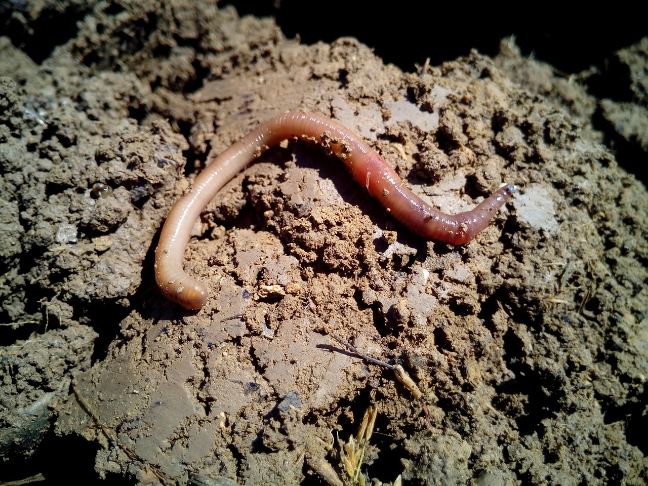 Earthworms: The Soil Transformers (Image Credits: Pixabay)