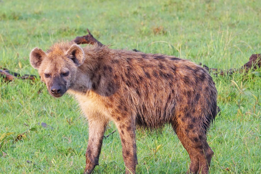 Hyenas: The Bone Crushers (Image Credits: Unsplash)