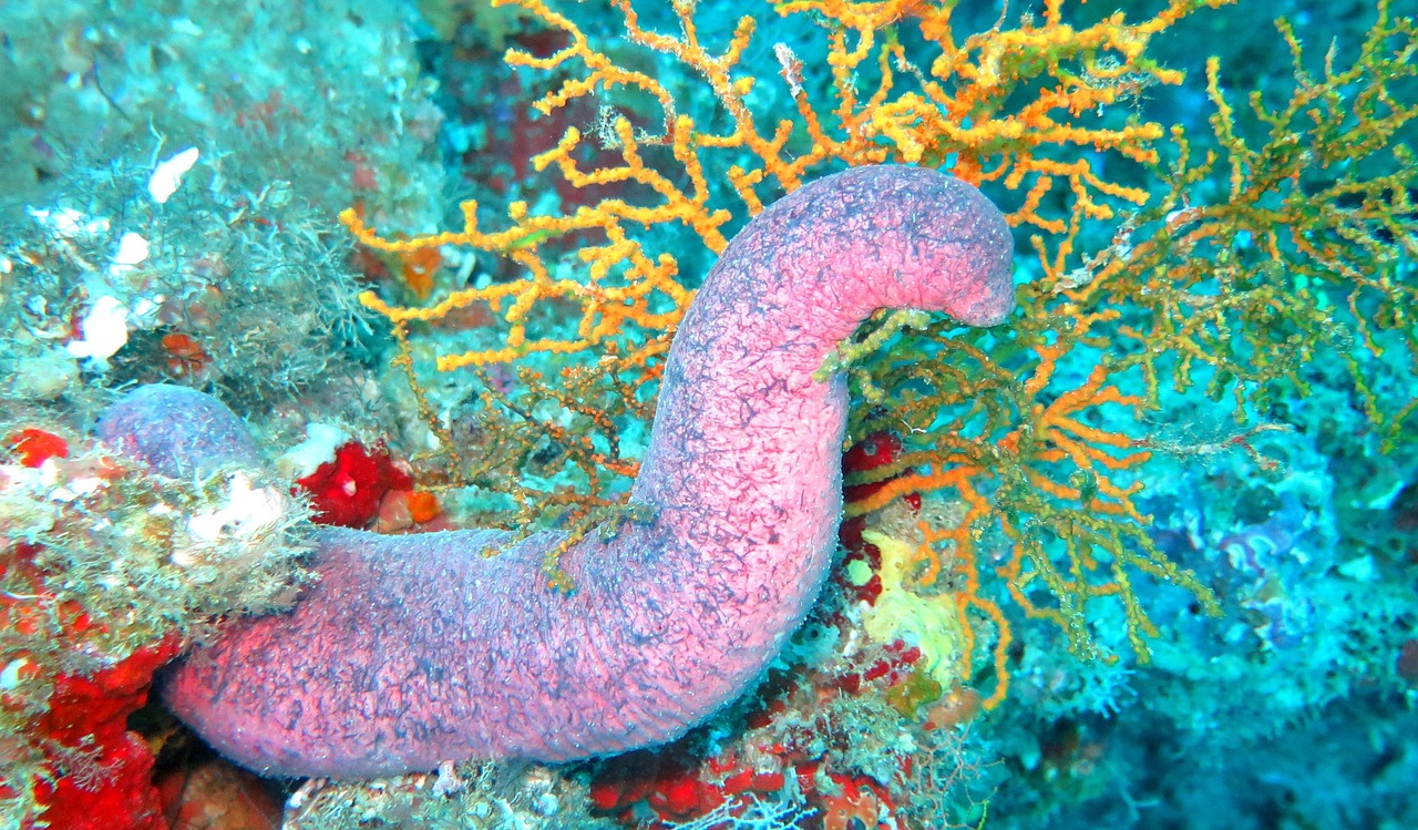 Sea Cucumbers: The Ocean Floor Cleaners (Image Credits: Pixabay)
