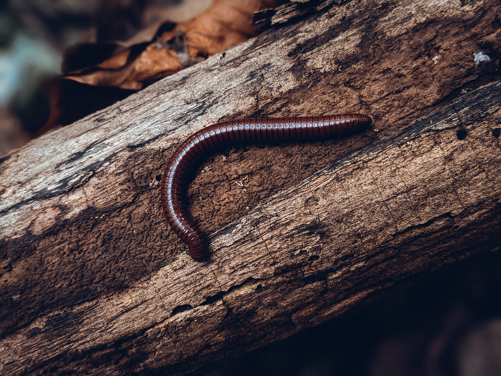Millipedes: The Forest Floor Specialists (Image Credits: Flickr)