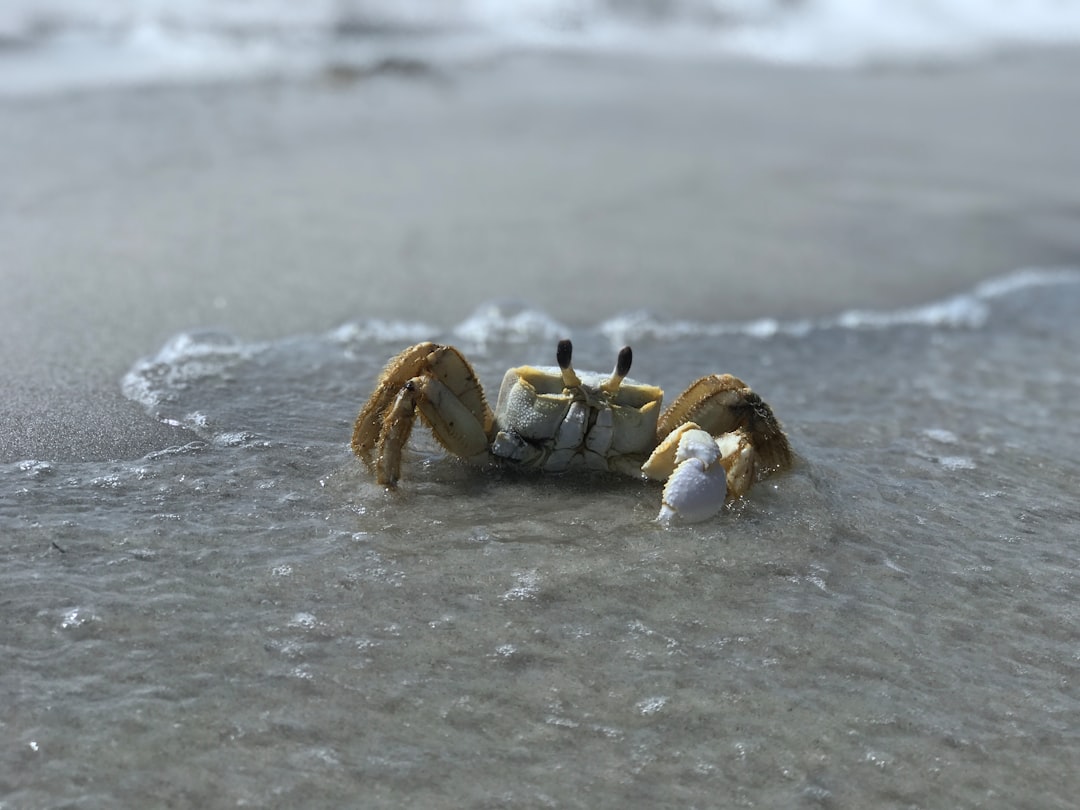 Crabs: The Marine Scavengers (Image Credits: Unsplash)