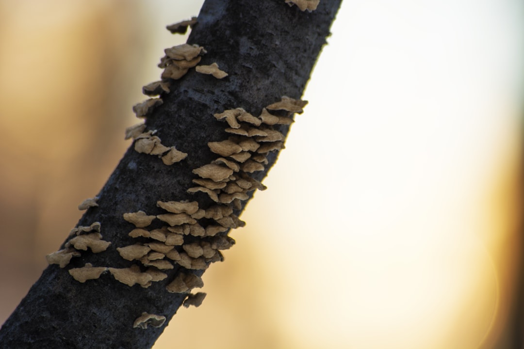Termites: The Wood Recycling Experts (Image Credits: Unsplash)