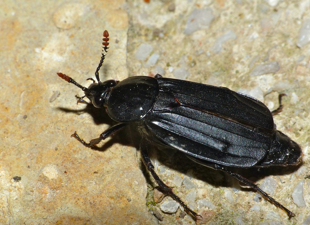 Carrion Beetles: The Professional Undertakers (Image Credits: Flickr)