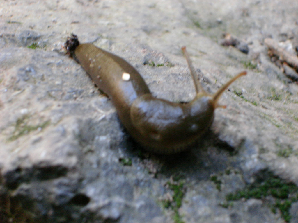 Slugs: The Gentle Giants of Decomposition (Image Credits: Flickr)