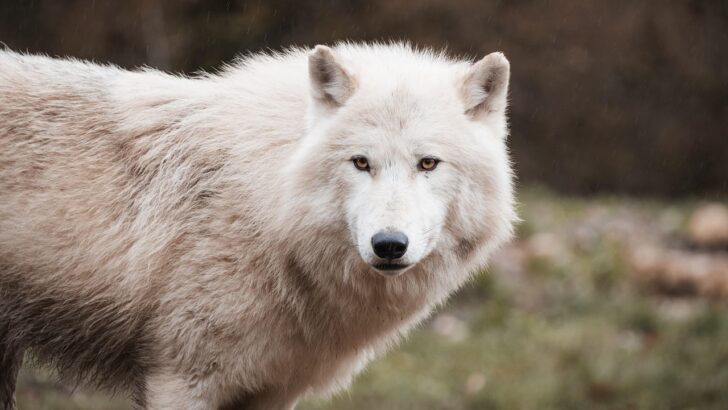 Wolves Are Returning to Colorado – and It’s Changing Everything