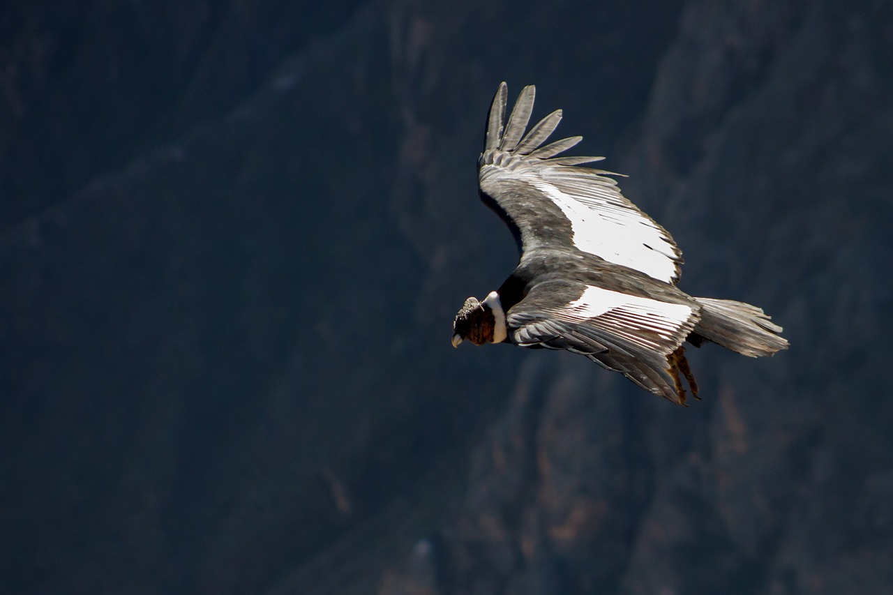 California Condor: Soaring Back from Twenty-Two Birds (Image Credits: Pixabay)