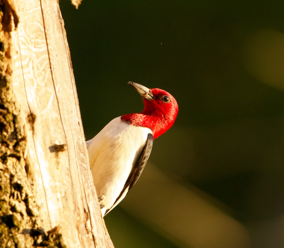 Red-Cockaded Woodpecker: From Military Base to Success Story (Image Credits: Unsplash)