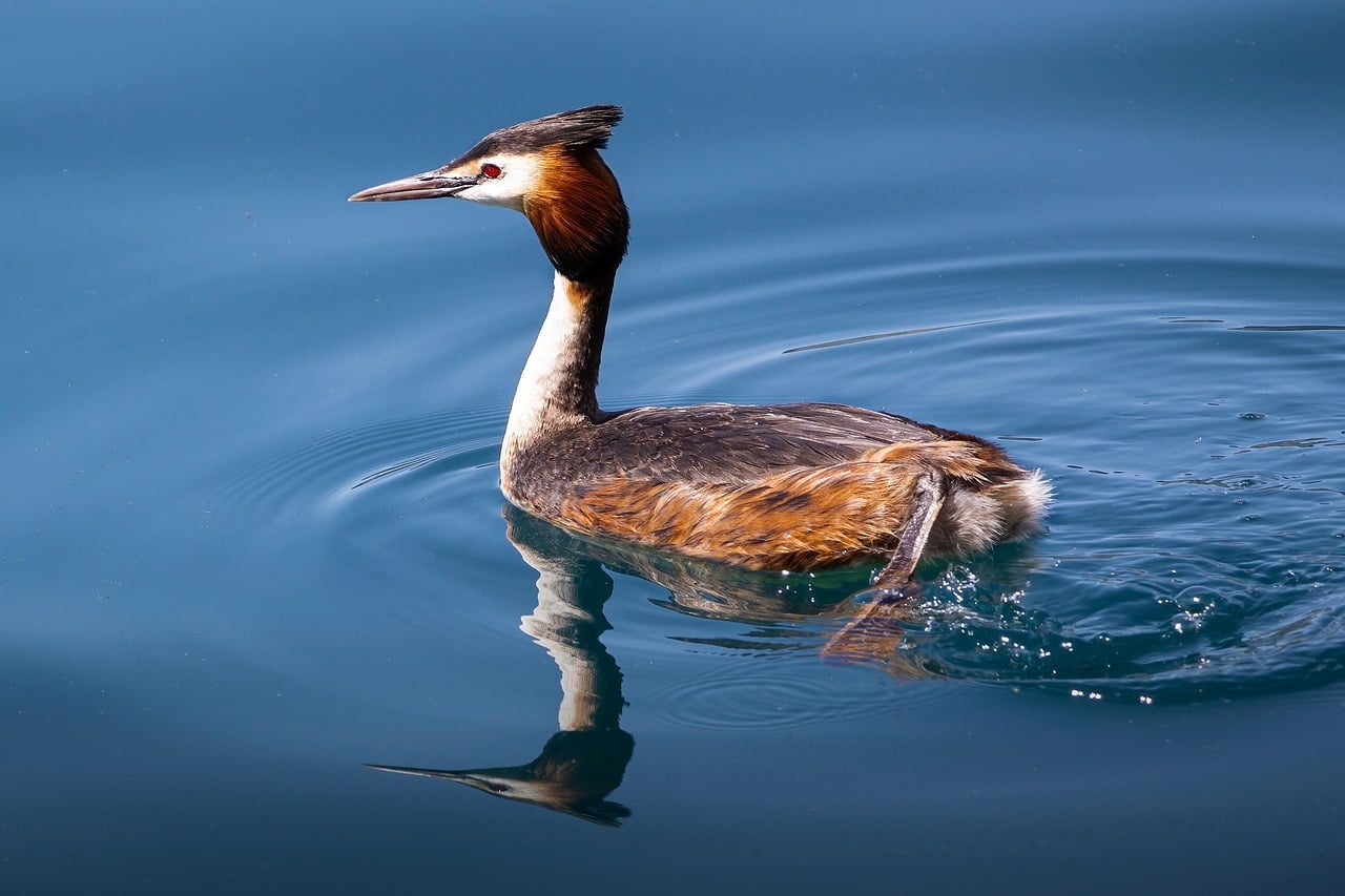 Hooded Grebe: Dancing Back from Patagonian Lakes (Image Credits: Pixabay)