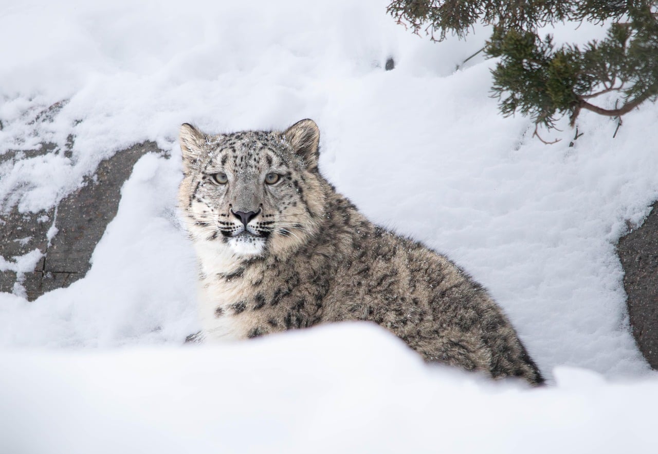 Snow Leopard: The Ghost Returns to the Mountains (Image Credits: Pixabay)