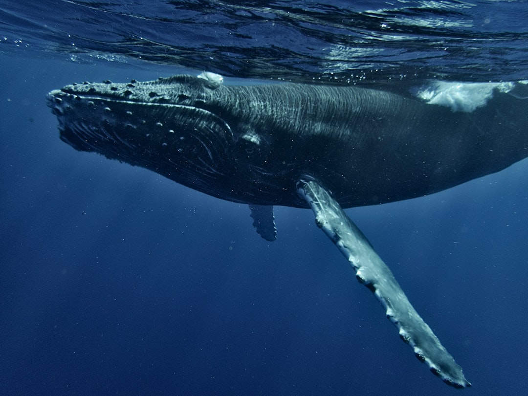 Blue Whale: Antarctic Giants Rise from Near Extinction (Image Credits: Unsplash)