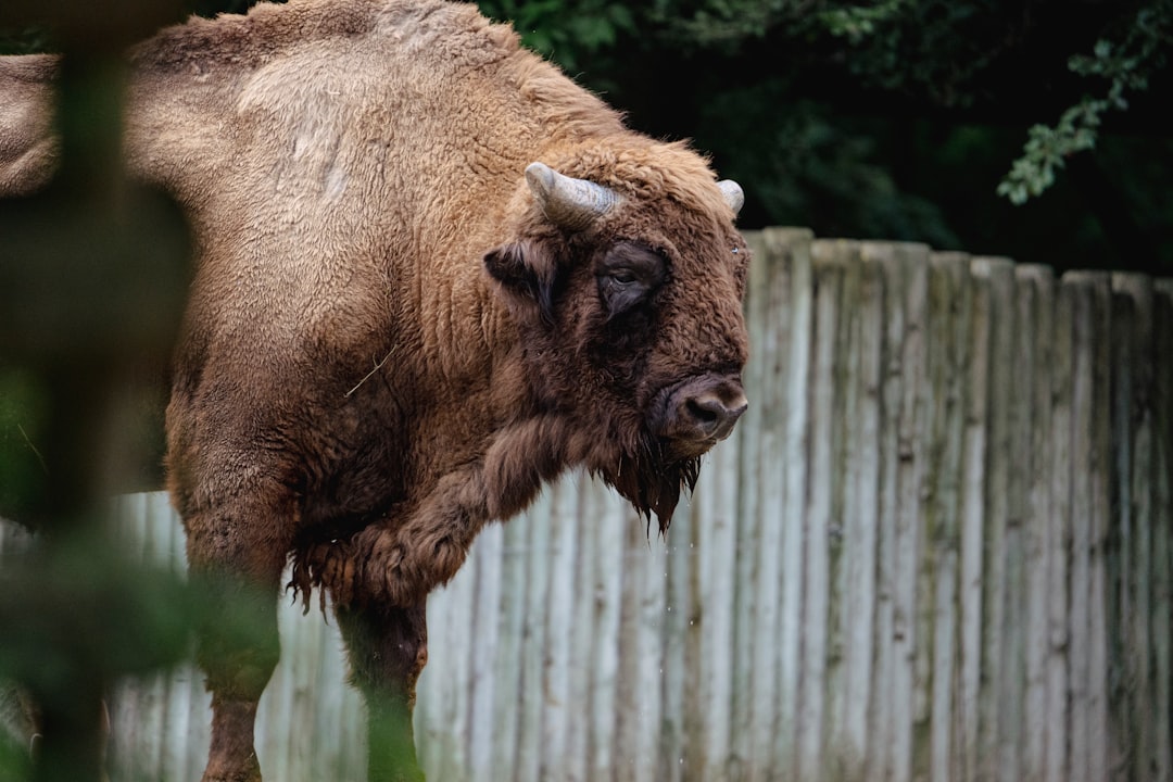 European Bison: From Extinction to Forest Restoration (Image Credits: Unsplash)