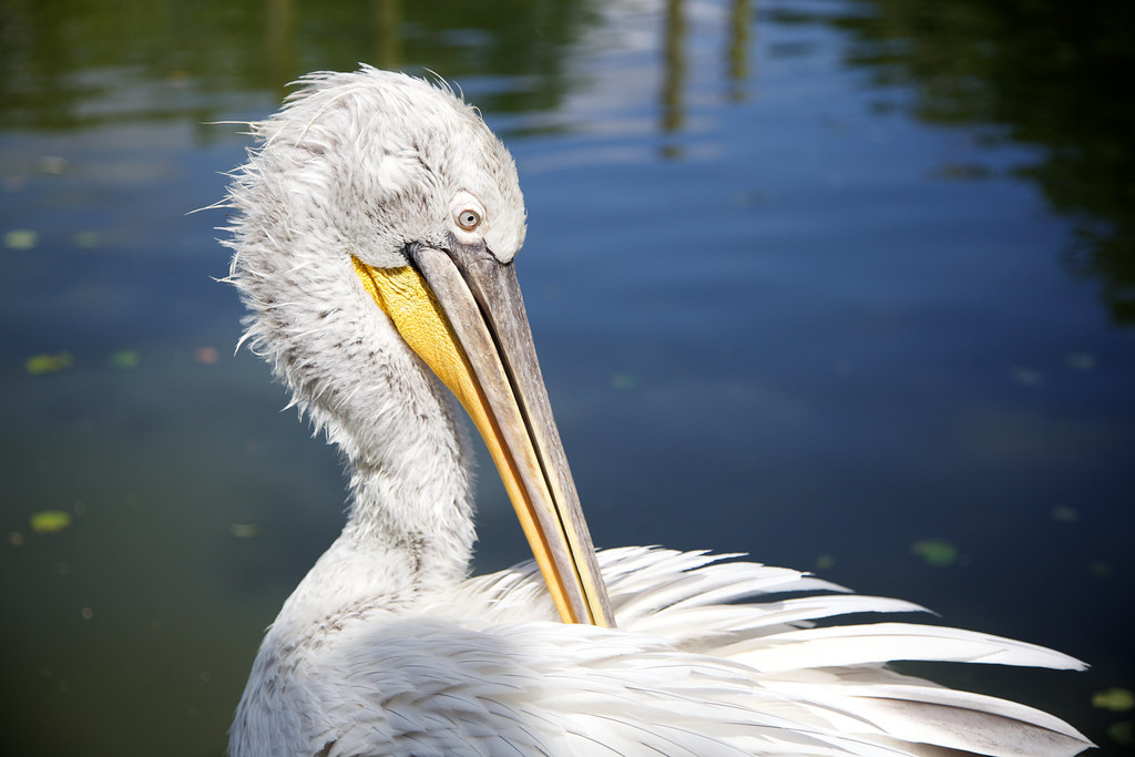 Dalmatian Pelican: New Colonies After Eighty Years (Image Credits: Flickr)