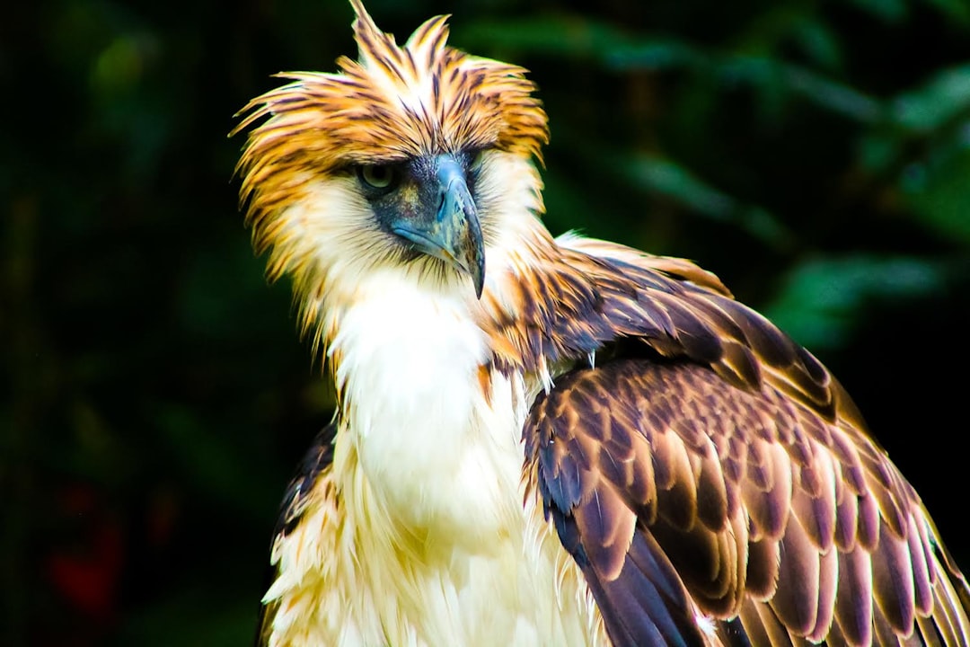 Philippine Eagle: Returning to Storm-Battered Islands (Image Credits: Unsplash)