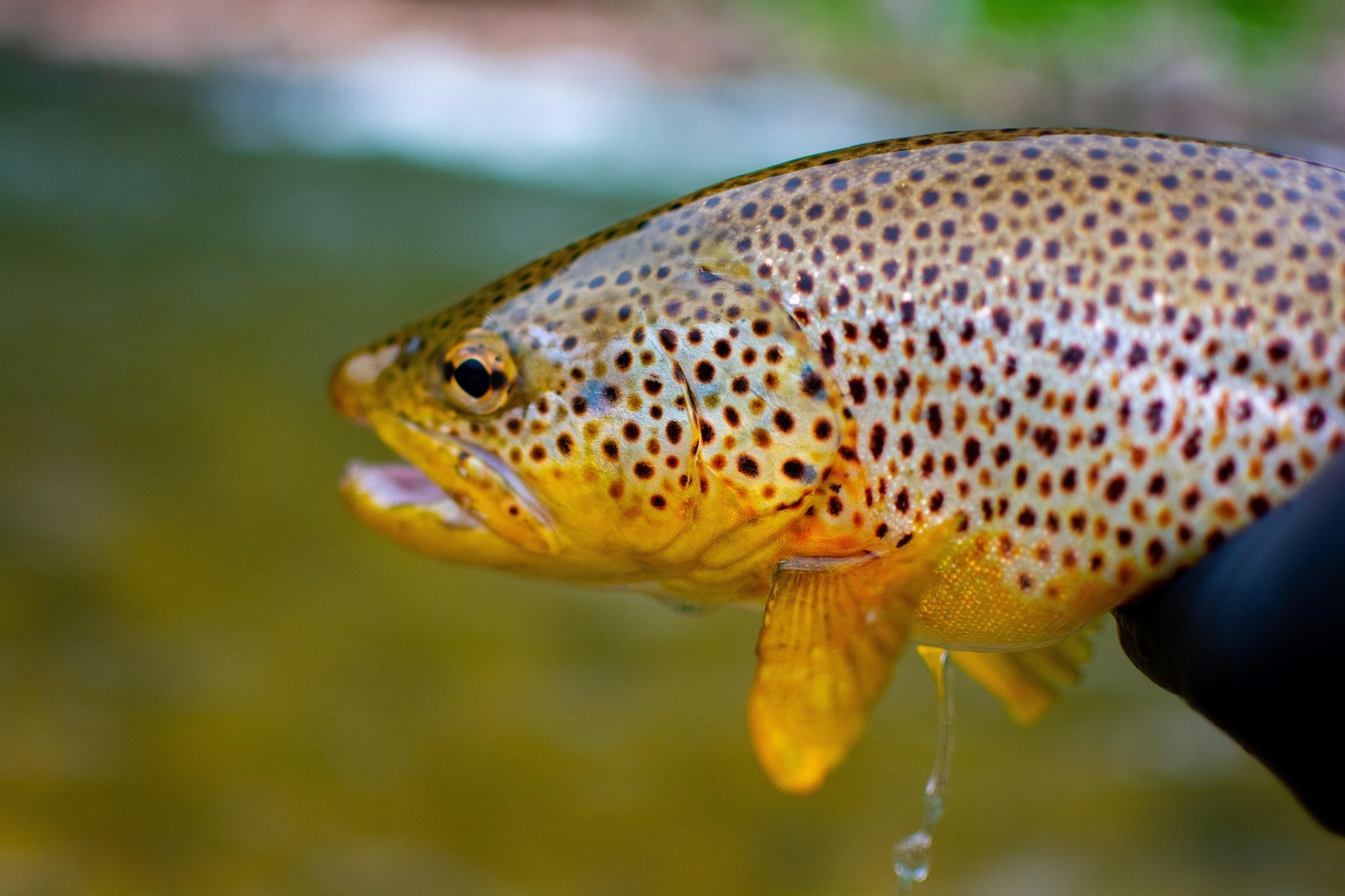 Apache Trout: Arizona's Native Fish Swims Free (Image Credits: Pixabay)