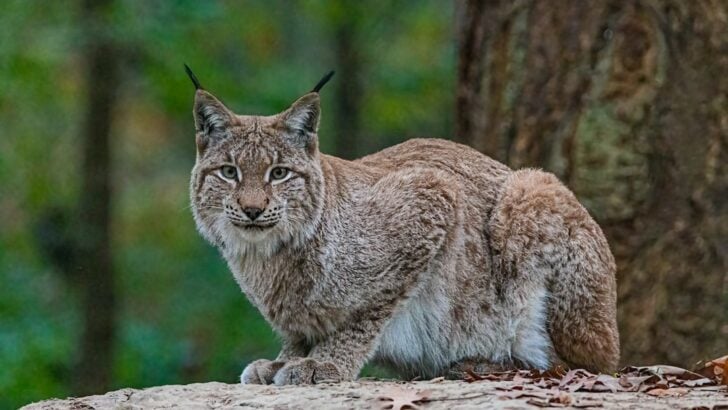 10 Species Making a Comeback Against All Odds
