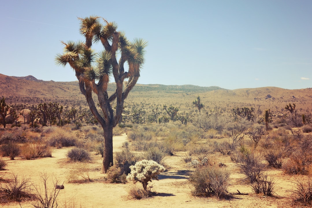 Joshua Tree National Park: California's Desert Death Trap (Image Credits: Unsplash)
