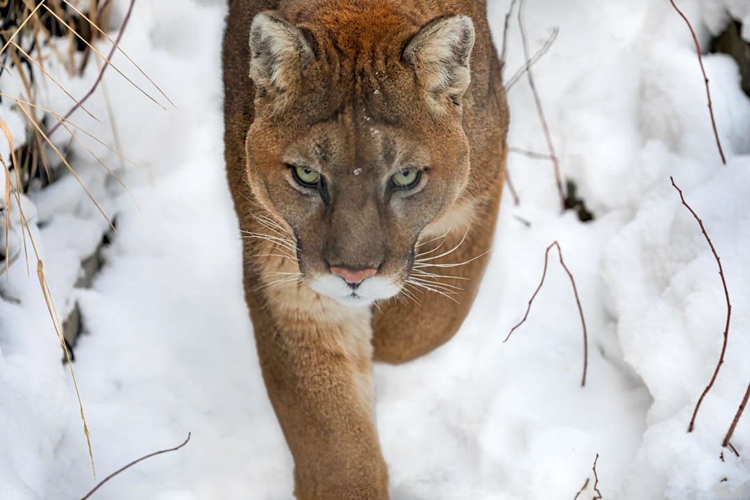Mountain Lions - The Silent Stalkers (Image Credits: Unsplash)