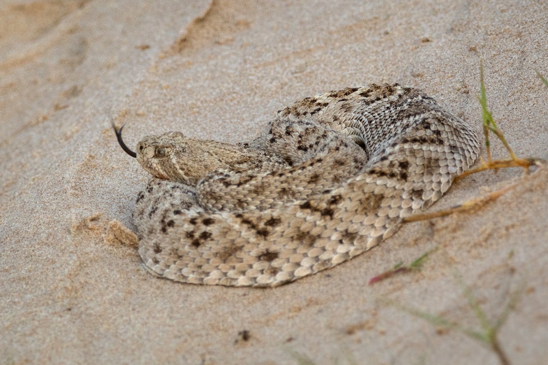 Western Diamondback Rattlesnakes - Strike Without Warning (Image Credits: Unsplash)