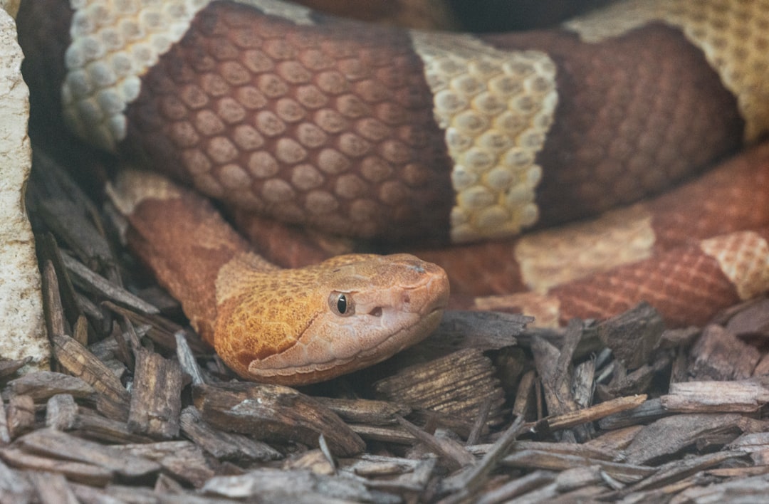 Copperhead Snakes - Masters of Camouflage (Image Credits: Unsplash)