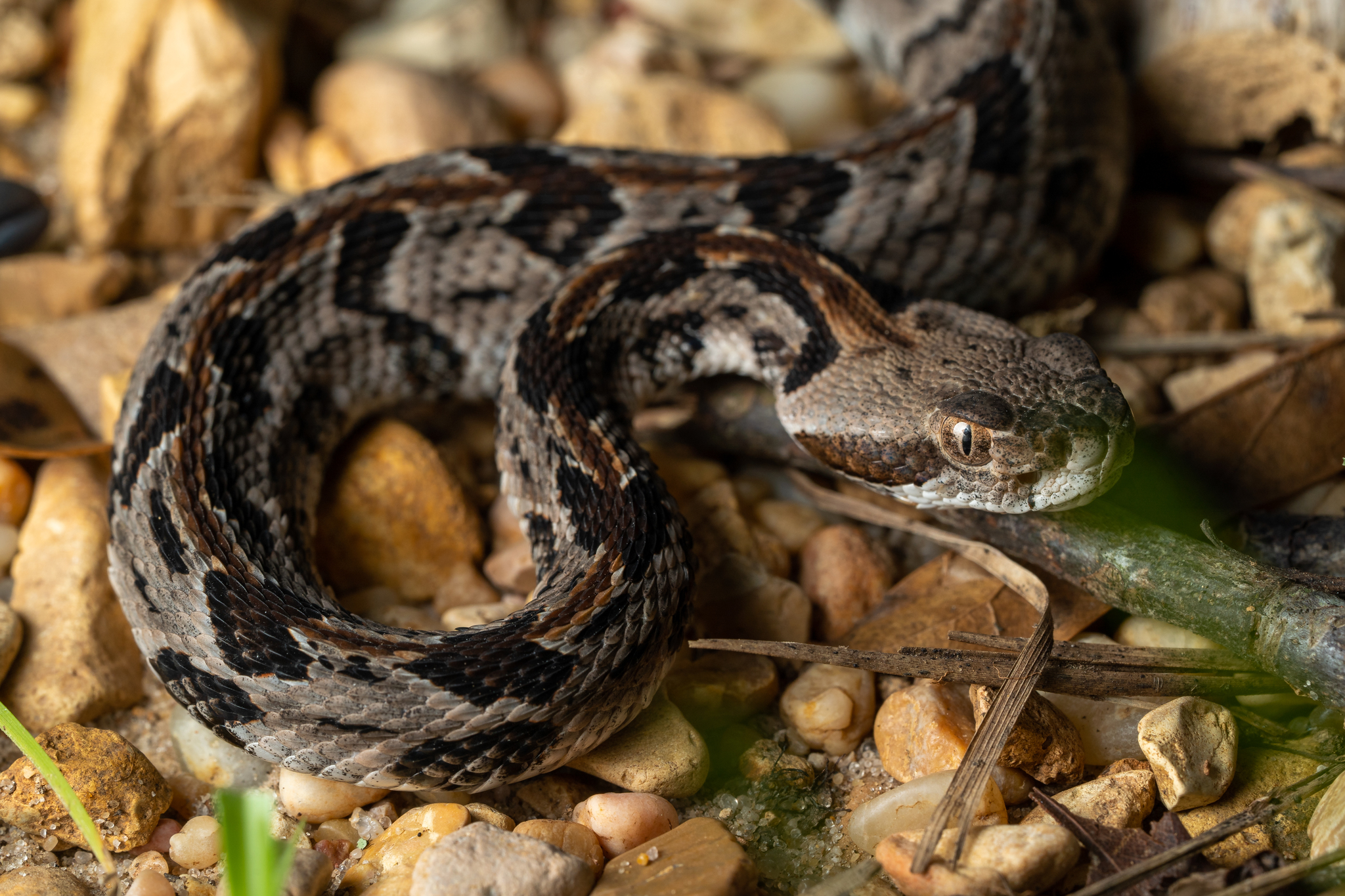 Timber Rattlesnakes - Double Dose of Danger (Image Credits: Wikimedia)