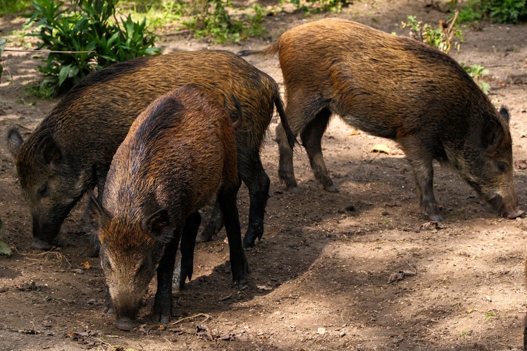Feral Hogs - Aggressive Bulldozers (Image Credits: Unsplash)