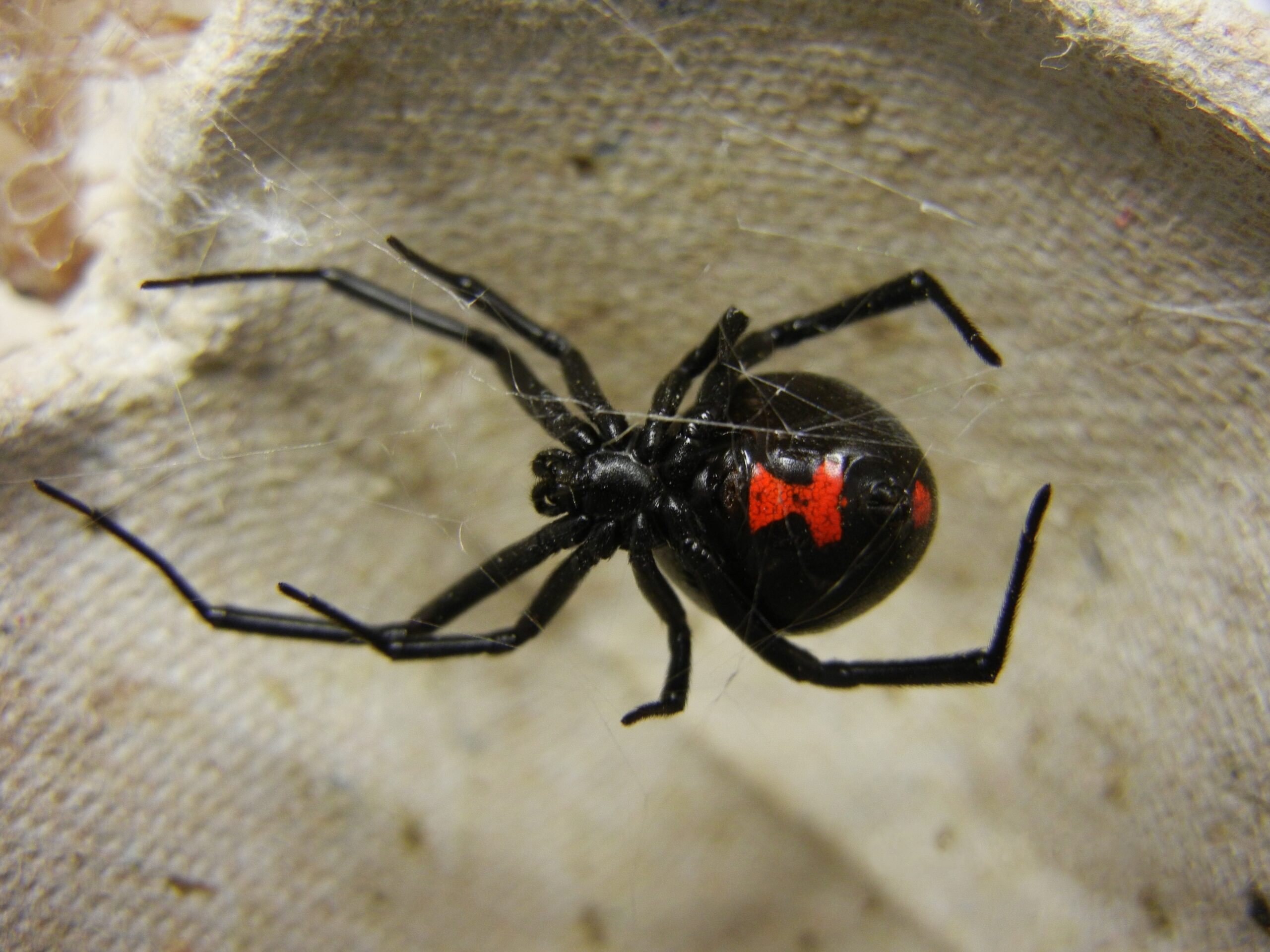 Black Widow Spiders - Deadly Beauty (Image Credits: Wikimedia)