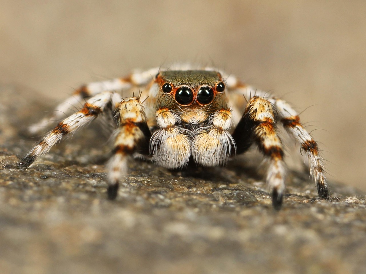 Brown Recluse Spiders - The Flesh Destroyer (Image Credits: Pixabay)