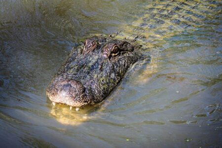 The Most Dangerous Animals Still Roaming the Texas Hill Country